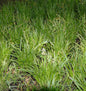  Teppich Japan Segge Goldband - Carex Foliosissima