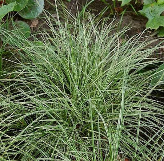  Bergsegge Raureif - Carex Montana