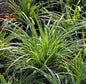  Teppich Japan Segge Ice Dance - Großer Topf - Carex Foliosissima