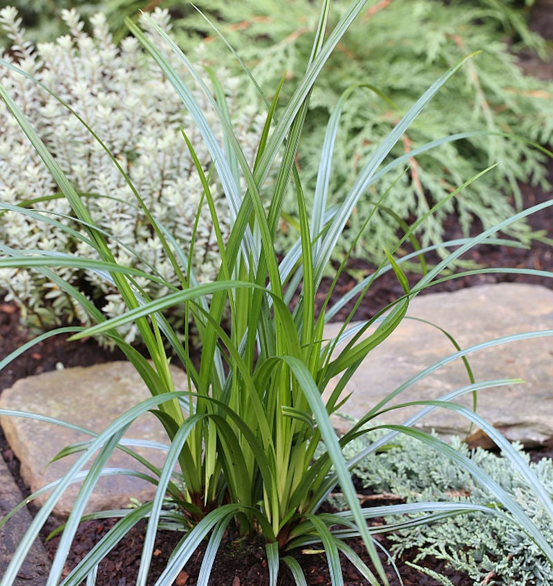  Immergrüne Japan Segge Irish Green - Großer Topf - Carex Morrowii