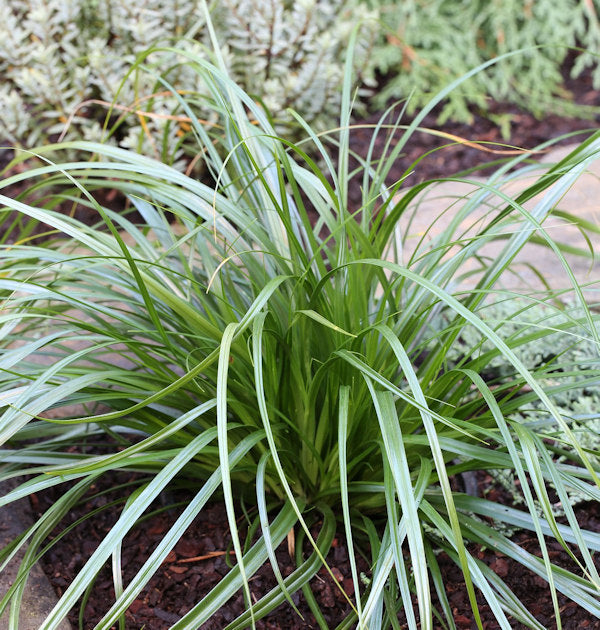  Immergrüne Japan Segge Mosten - Carex Morrowii