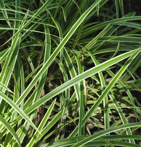  Immergrüne Japan Segge Vanilla Ice - Großer Topf - Carex Morrowii