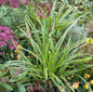  Immergrüne Japan Segge Variegata - Carex Morrowii