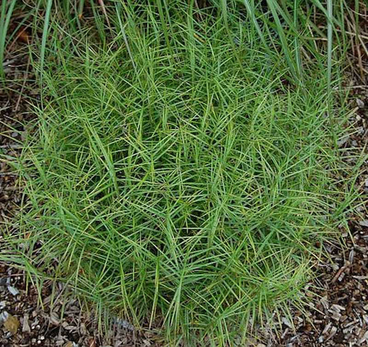  Palmwedelegge Silberstreif - Carex Muskingumensis