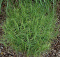  Palmwedelegge Silberstreif - Carex Muskingumensis