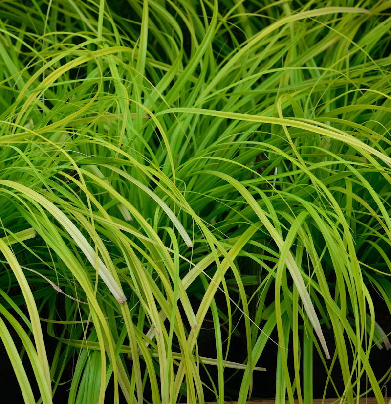  Oshima Segge Evergreen - Carex Oshimensis
