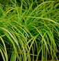  Oshima Segge Evergreen - Carex Oshimensis