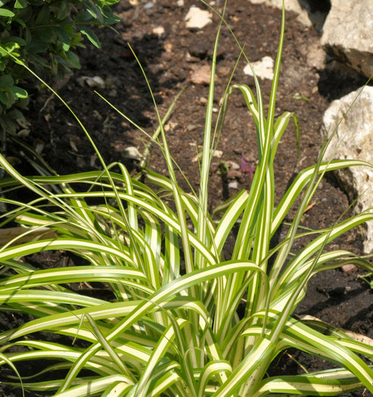  Oshima Segge Evergold - Carex Oshimensis