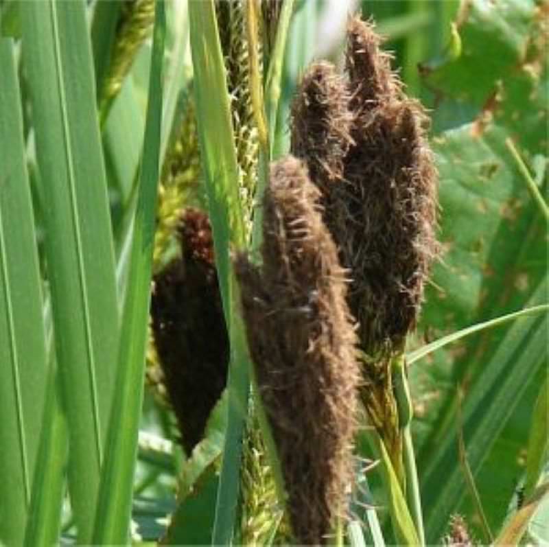  Ufersegge - Carex Riparia