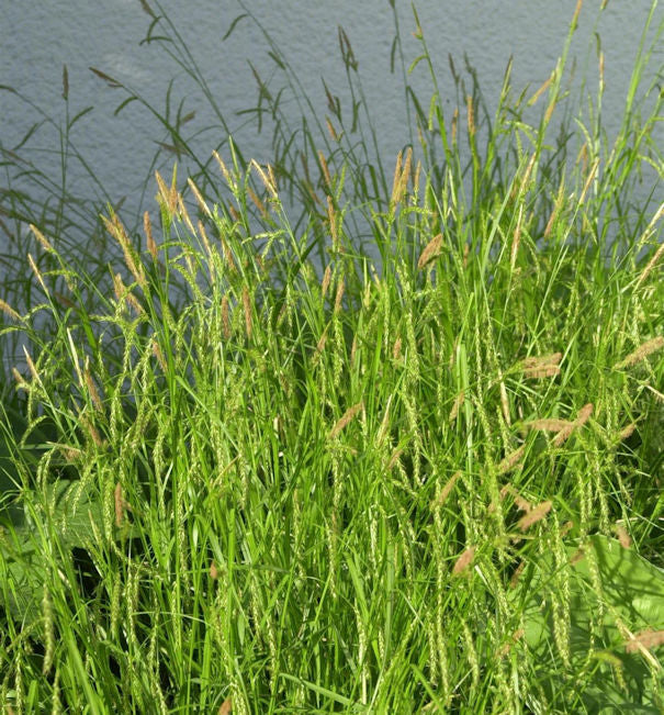  Waldsegge - Carex Sylvatica