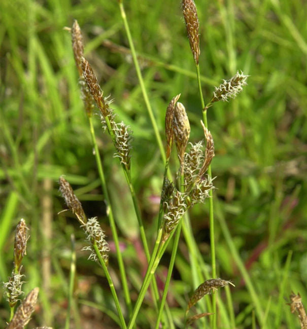  Schattensegge - Carex Umbrosa