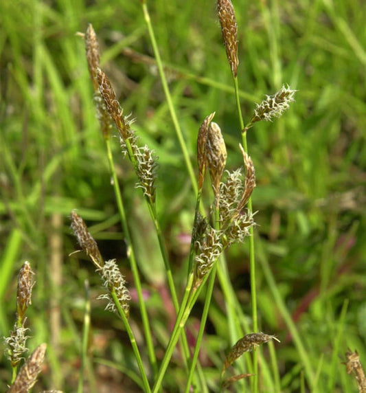  Schattensegge - Carex Umbrosa