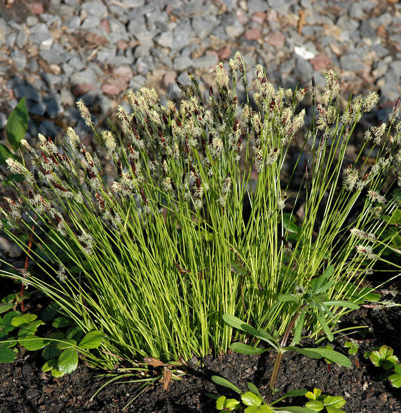  Bergsegge - Carex Montana