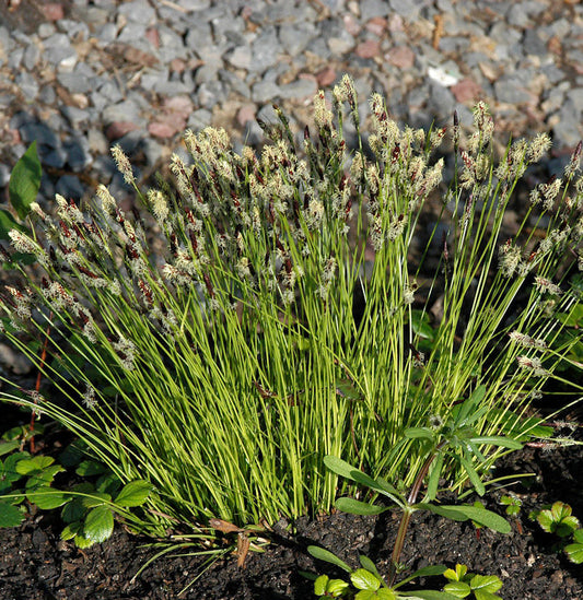  Bergsegge - Carex Montana
