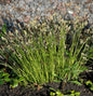  Bergsegge - Carex Montana