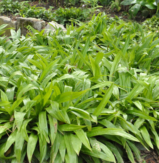  Breitblattsegge - Carex Plantaginea