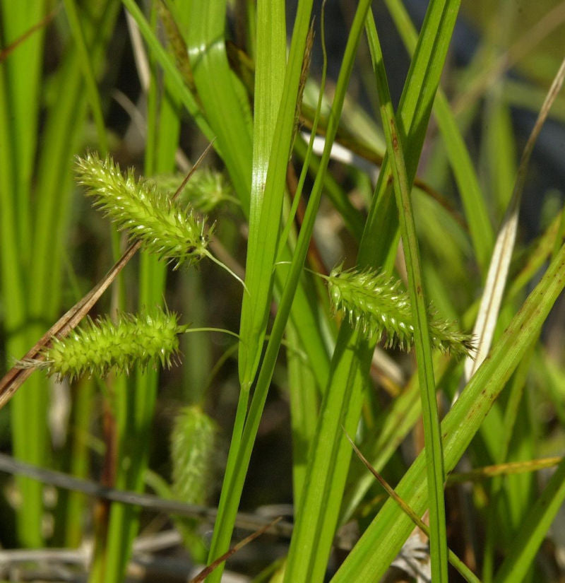  Scheinzypergras - Carex Pseudocyperus