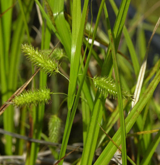  Scheinzypergras - Carex Pseudocyperus
