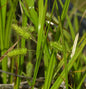  Scheinzypergras - Carex Pseudocyperus