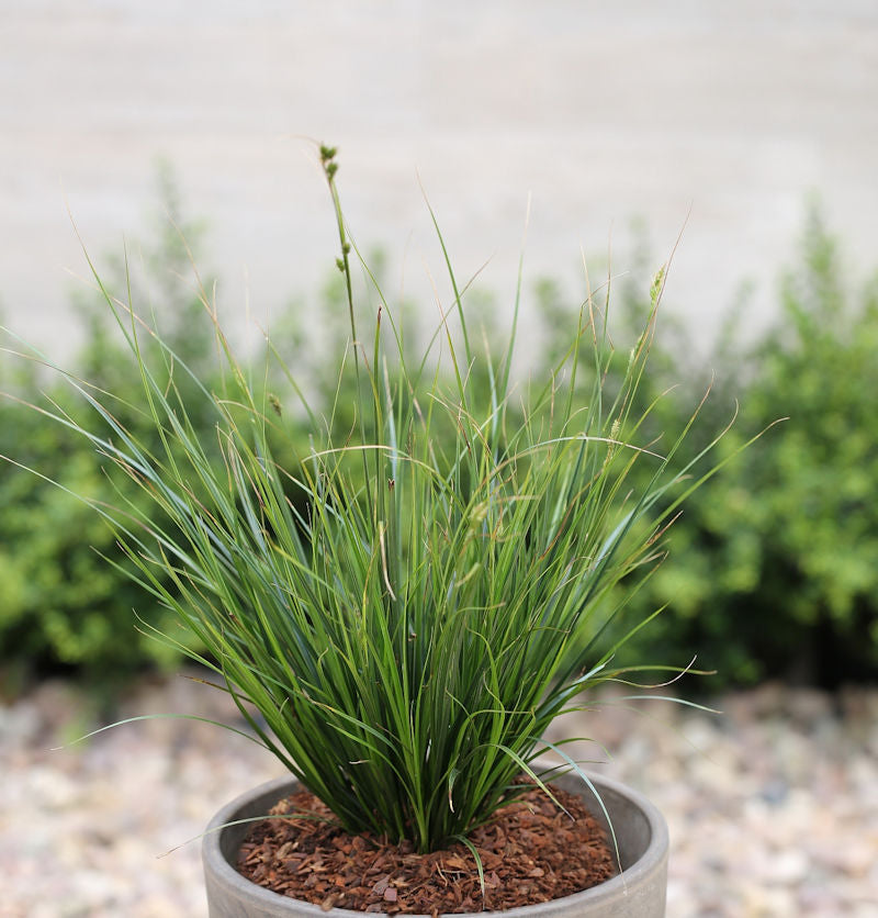 Neuseeland Segge - Carex Testacea