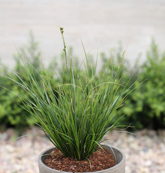  Neuseeland Segge - Carex Testacea