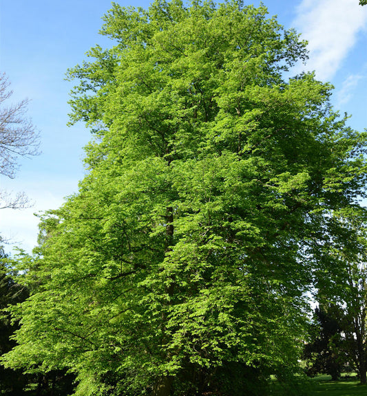  Hainbuche Beekmann 100-125cm - Carpinus Betulus