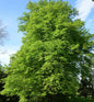  Hainbuche Beekmann 100-125cm - Carpinus Betulus