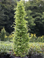  Säulen Hainbuche Monument 60-80cm - Carpinus Betulus