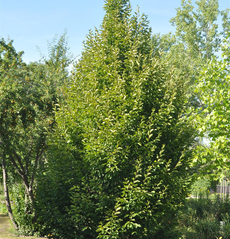  Säulen Hainbuche 80-100cm - Carpinus Betulus Fastigiata