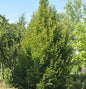  Säulen Hainbuche 125-150cm - Carpinus Betulus Fastigiata