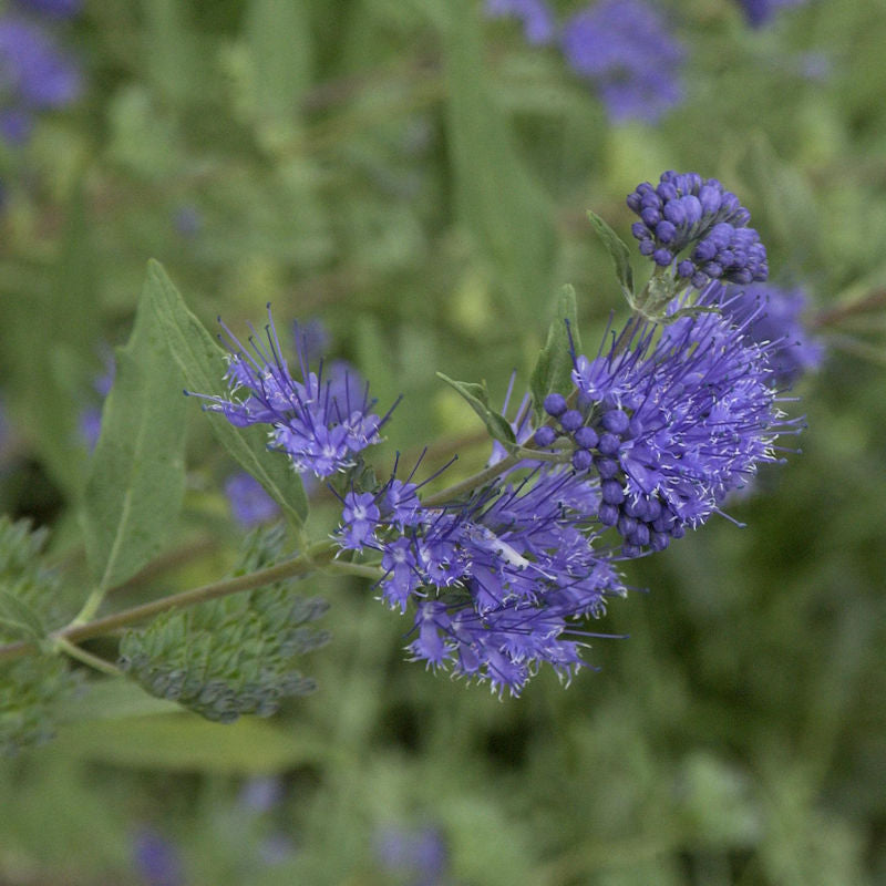  Bartblume Beyond Midnight® 40-60cm - Caryopteris Clandonensis