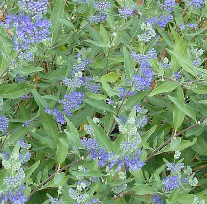  Bartblume Blue Balloon 60-80cm - Caryopteris Clandonensis