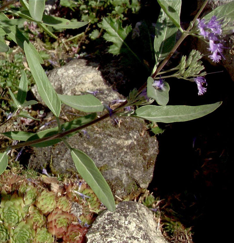  Bartblume Blue Knight 30-40cm - Caryopteris Clandonensis