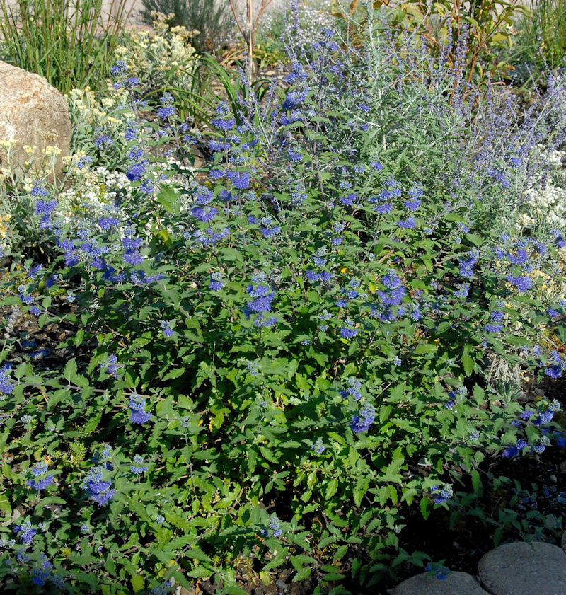  Bartblume Dark Knight 25-30cm - Caryopteris Clandonensis