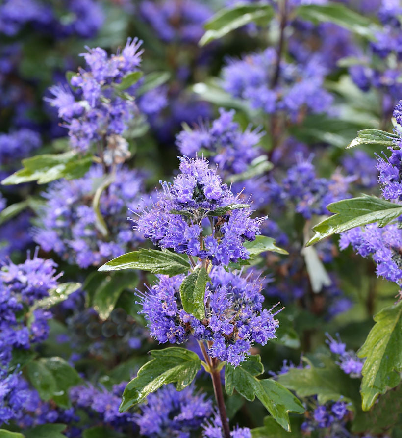  Bartblume Grand Bleu 30-40cm - Caryopteris Clandonensis