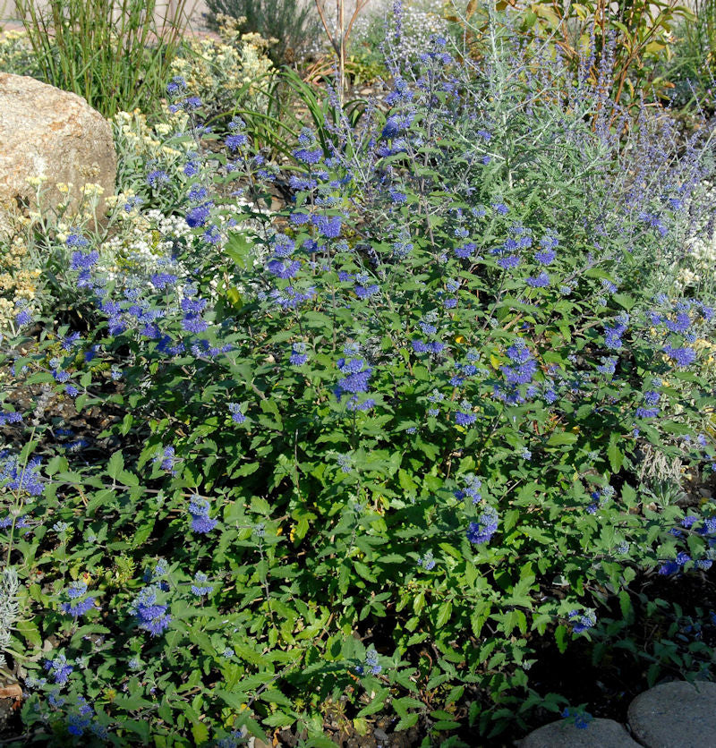  Bartblume Great Blue 30-40cm - Caryopteris Clandonensis