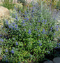  Bartblume Great Blue 30-40cm - Caryopteris Clandonensis