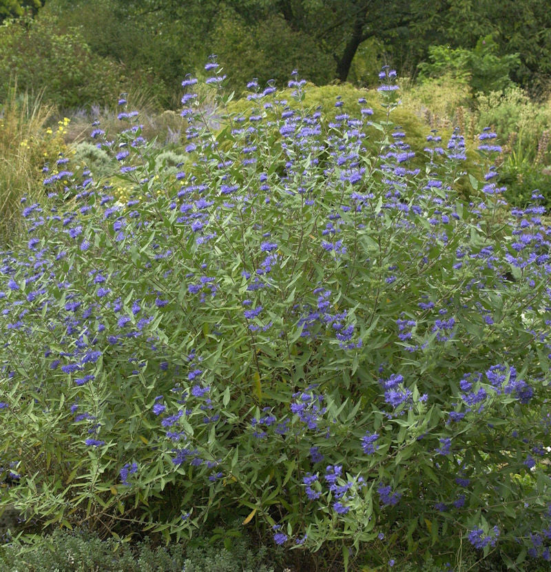  Bartblume Heavenly Blue 30-40cm - Caryopteris Clandonensis