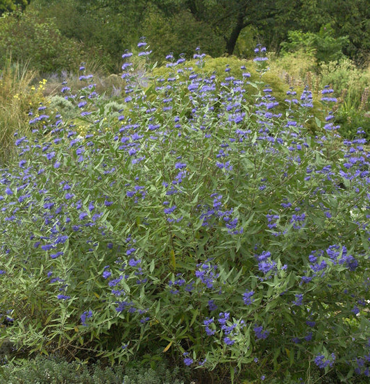  Bartblume Heavenly Blue 30-40cm - Caryopteris Clandonensis