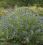  Bartblume Heavenly Blue 30-40cm - Caryopteris Clandonensis