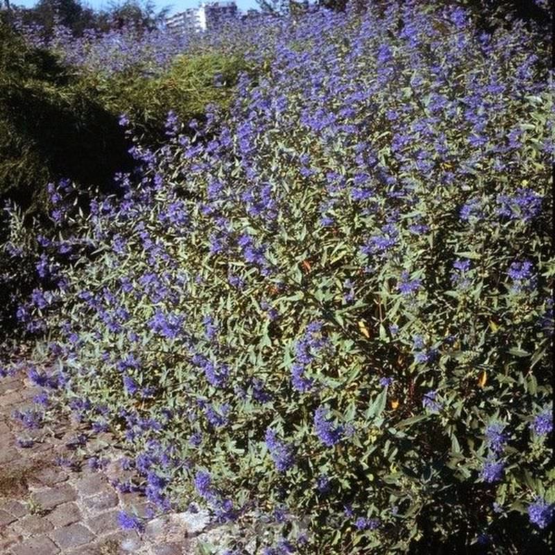  Bartblume Sterling Silver 30-40cm - Caryopteris Clandonensis