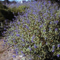  Bartblume Sterling Silver 30-40cm - Caryopteris Clandonensis