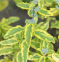  Bartblume Summer Sorbet 30-40cm - Caryopteris Clandonensis