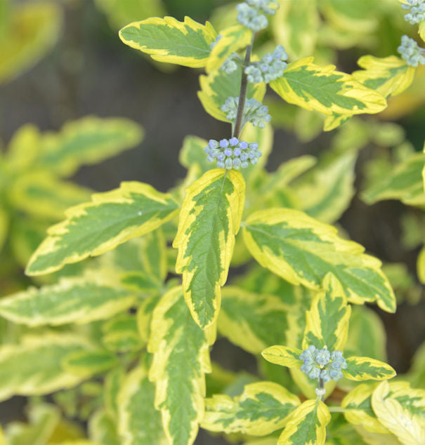  Bartblume Summer Sorbet 40-60cm - Caryopteris Clandonensis