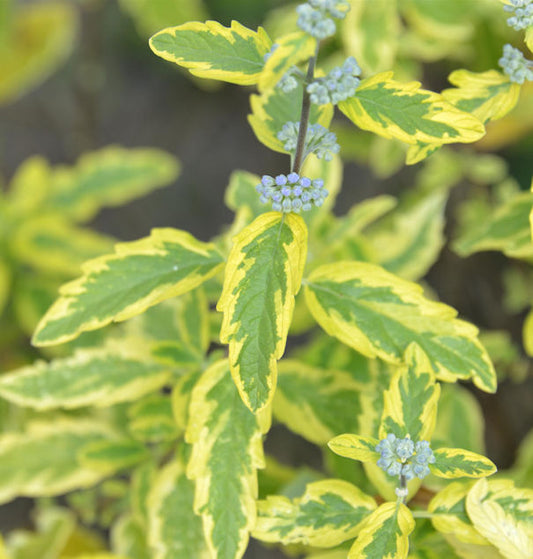  Bartblume Summer Sorbet 40-60cm - Caryopteris Clandonensis