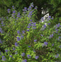  Bartblume Blauer Spatz® 30-40cm - Aryopteris Clandonensis