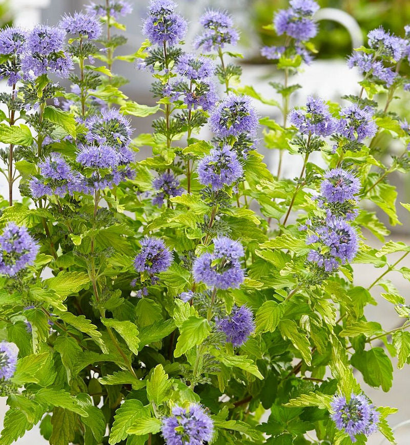  Bartblume Sunny Blue 30-40cm - Caryopteris Clandonensis