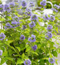  Bartblume Sunny Blue 30-40cm - Caryopteris Clandonensis