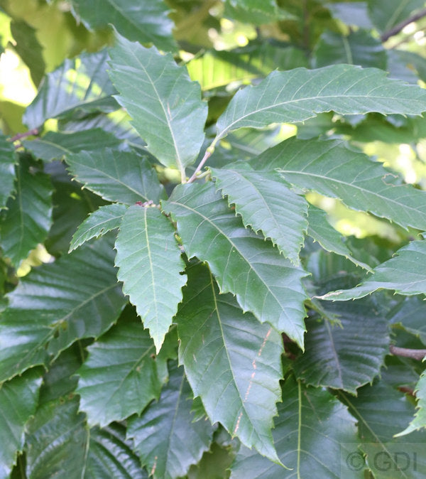  Eßkastanie 80-100cm - Castanea Sativa