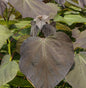  Trompetenbaum Purpurea 100-125cm - Catalpa Erubescens